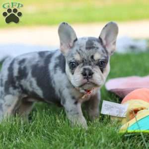 Dana, French Bulldog Puppy